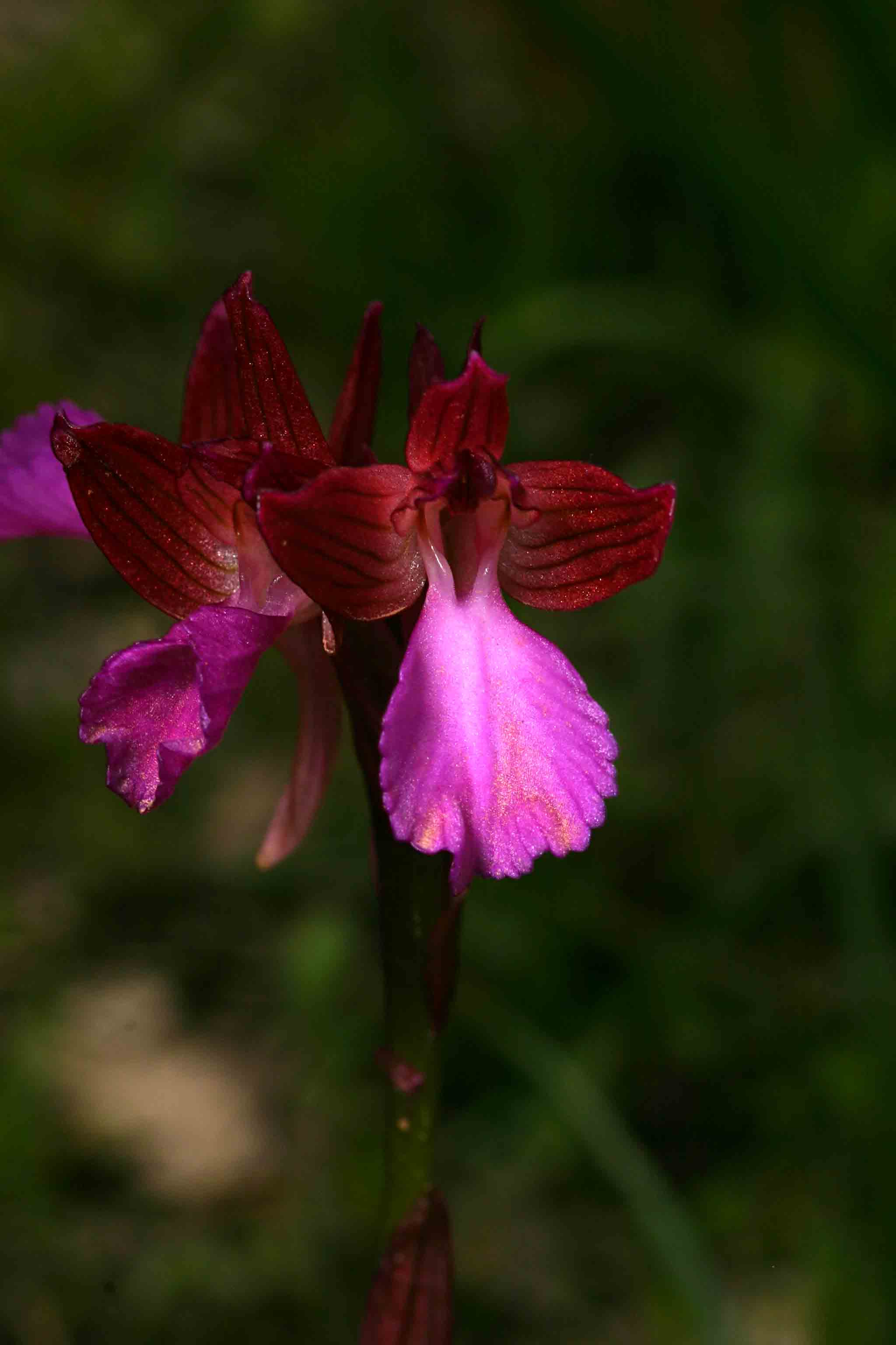 Orchis papilionacea - Bosco di Foglino